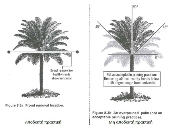 Η αντοχή των Φοινικοειδών σε ανέμους και οι συνέπειες του κακού κλαδέματος