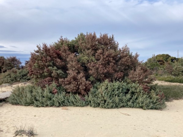 SOS για τους θαλασσόκεδρους!!!