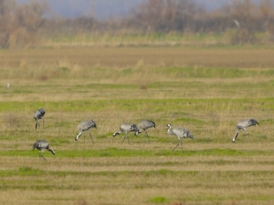 Διαχείμαση Γερανών Grus grus στο Δέλτα Έβρου, μετά από πολλές δεκαετίες
