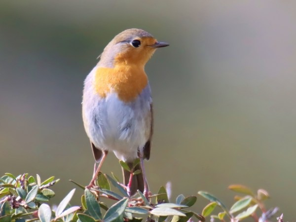 Κοκκινολαίμης, το αηδόνι του χειμώνα