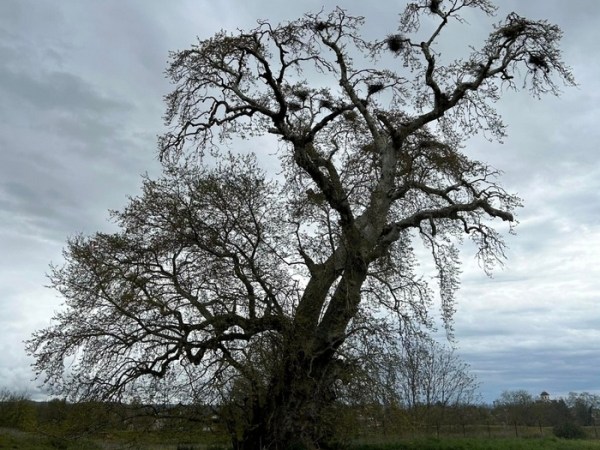 Διατηρητέα Μνημεία της Φύσης: Οι Υπεραιωνόβιοι Πλάτανοι Σχολαρίου Λαγκαδά