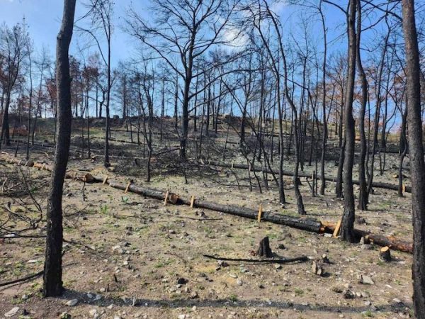 ΥΠΕΝ: «Προχωρούμε γρήγορα τα αντιδιαβρωτικά έργα χάρη στην άριστη συνεργασία Δασικής Υπηρεσίας και αναδόχων αποκατάστασης»
