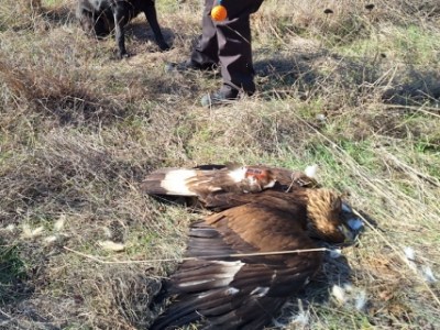 Νεκρά ζώα και ύποπτα ευρήματα χρήσης δηλητηριασμένων δολωμάτων σε τρεις περιοχές