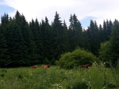 Η σημασία των δασών… για όσο υπάρχουν