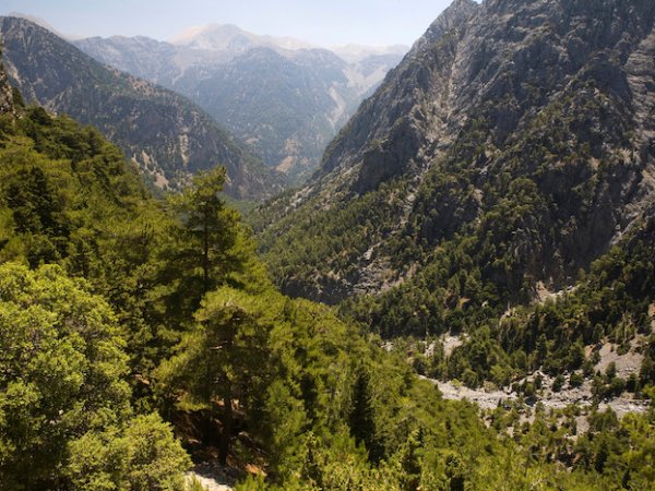 Το μήνυμα της Δ/νσης Δασών Χανίων για την Παγκόσμια Ημέρα Δασοπονίας