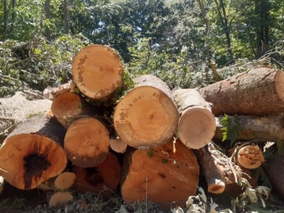 Το έλκος που ξηραίνει τα πλατάνια εμφανίστηκε στον Λουδία