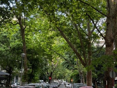 Θεσσαλονίκη: Ομπρέλα προστασίας για τα πολύτιμα πλατάνια της οδού Γ.Βαφόπουλου