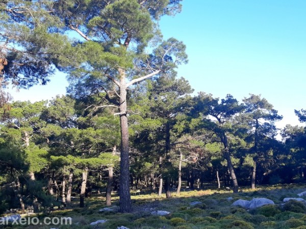 Βασικές σκέψεις για τη διαχείριση των μεσογειακών μας δασών και το πρόγραμμα AntiNero