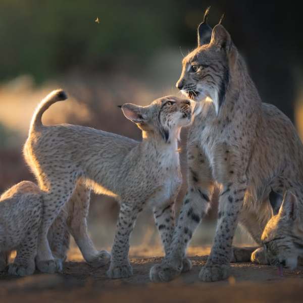 Ο ιβηρικός λύγκας δεν απειλείται πλέον με εξαφάνιση