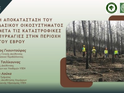 Η αποκατάσταση του δασικού οικοσυστήματος μετά τις καταστροφικές πυρκαγιές στην περιοχή του Έβρου