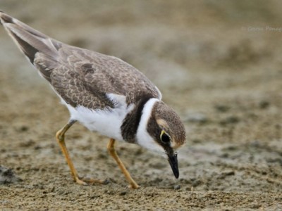 Χαραδριός σε αναζήτηση τροφής με ιδιαίτερο τρόπο