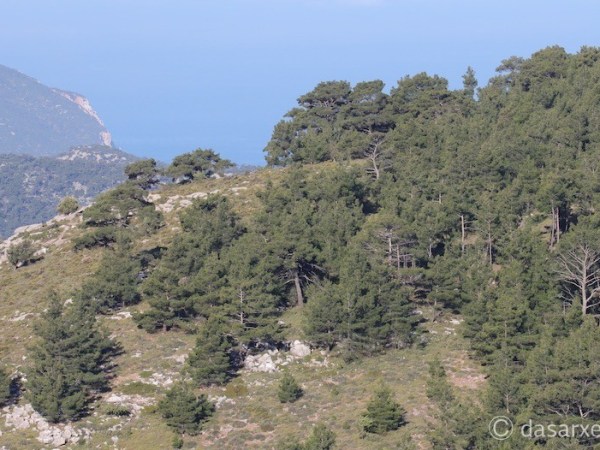 «Αυτή τη στιγμή τα ελληνικά δάση έχουν αφεθεί στην τύχη τους»