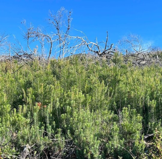 Να αποσυρθεί η Απόφαση του ΣτΕ 2499/2012 που επιτρέπει την εγκατάσταση ΑΠΕ σε αναδασωτέες εκτάσεις