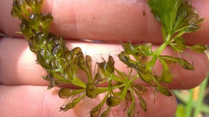 Το «τέρας της Πρέσπας» κι άλλες ιστορίες φυτών στο Πανελλήνιο Συνέδριο Βοτανικής