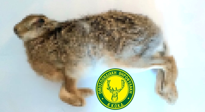 Σύλληψη και αυτόφωρο για παράνομη θήρα λαγού