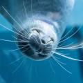 close up of seal underwater with whiskers