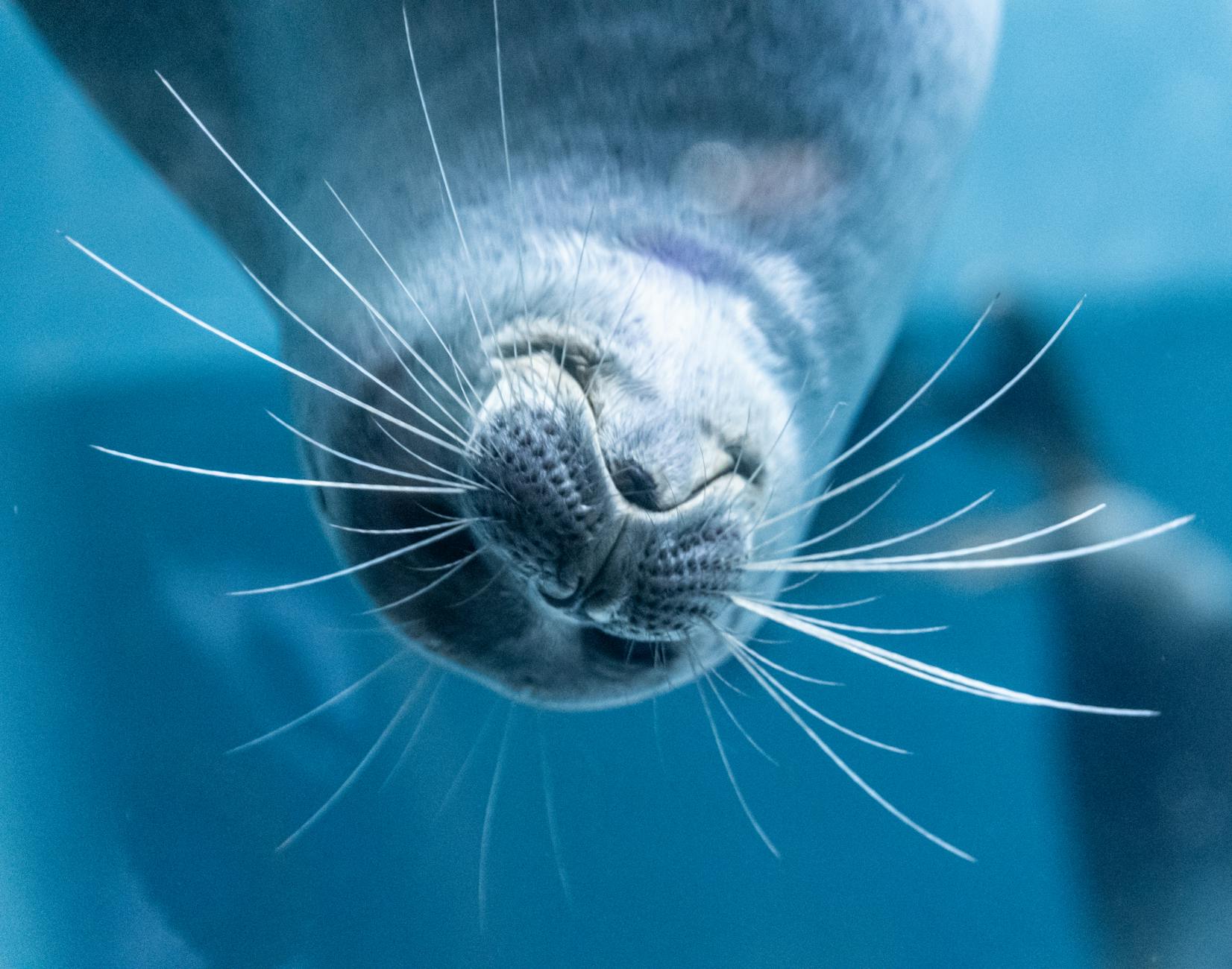 close up of seal underwater with whiskers