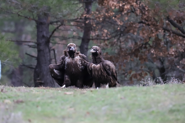 Εξελίξεις για τους πληθυσμούς των αρπακτικών στο Εθνικό Πάρκο Δαδιάς-Λευκίμης-Σουφλίου