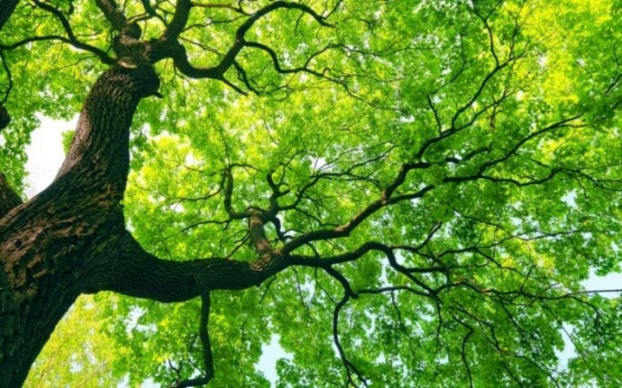 Η νομοθεσία για την προστασία των δέντρων και η εφαρμογή της στη χώρα μας