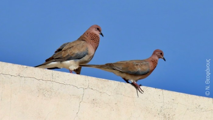 Streptopelia senegalensis - Φοινικοτρύγονο