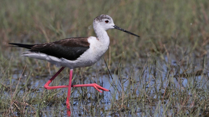 Καλαμοκανάς και Αναπαραγωγή Πουλιών στο Δέλτα Έβρου