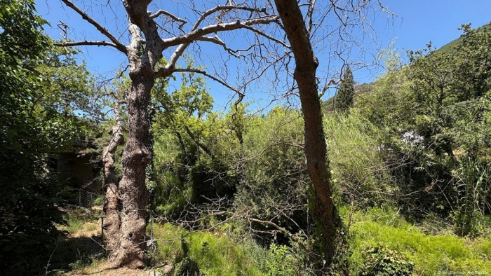 Τα πλατάνια πεθαίνουν όρθια