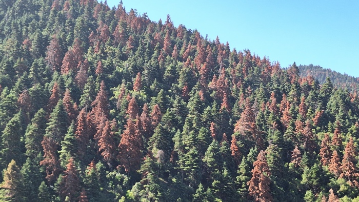 Τα ελατοδάση της Ελλάδας πεθαίνουν σιωπηλά