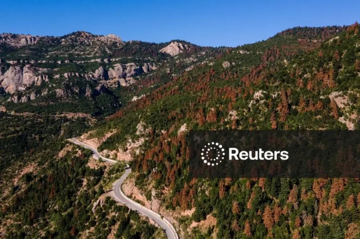 Reuters: Τα ελατοδάση της Ελλάδας πεθαίνουν