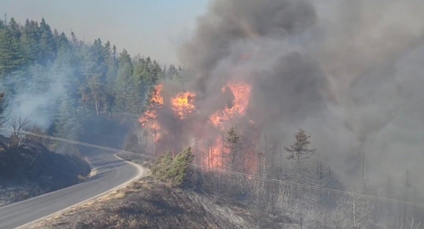 Προβληματισμός για την αποκατάσταση των καμένων ελατοδασών