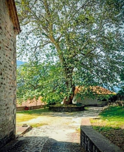 Μιλώντας με έναν πλάτανο…