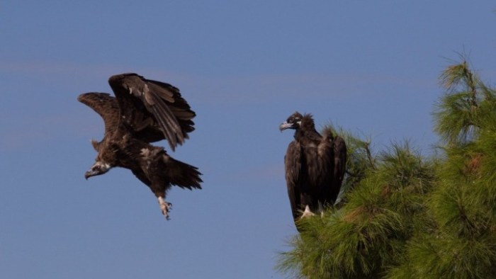 Εικοσιεπτά νεοσσοί Μαυρόγυπα πέταξαν στο Εθνικό Πάρκο Δαδιάς-Λευκίμης-Σουφλίου