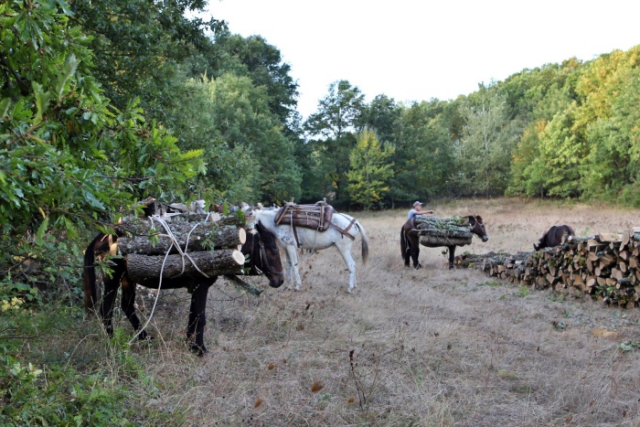 Μουλάρια και κορμοί δέντρων – Υλοτόμοι στα ψηλά του Βοΐου
