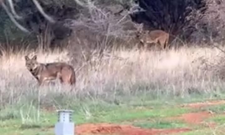 Αγέλη λύκων έκανε την εμφάνισή της στις παρυφές της Πυλαίας