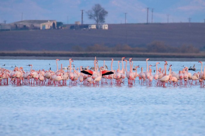 Παγκόσμια Ημέρα Υγροτόπων