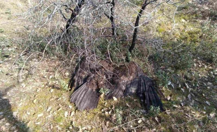Μαζική θανάτωση Μαυρόγυπων στο Δάσος Δαδιάς – Σημαντικό πλήγμα για ένα από τα σπανιότερα αρπακτικά της Ευρώπης