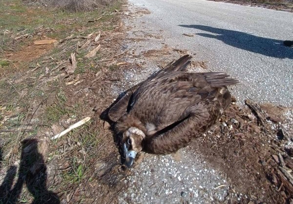 Πιθανό περιστατικό δηλητηρίασης δύο μαυρόγυπων ενός λύκου