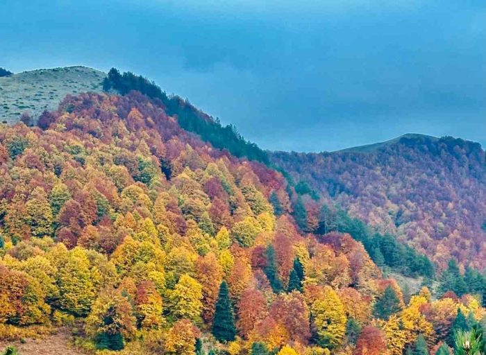 Δράσεις των Δασικών Υπηρεσιών Ηπείρου – Δυτικής Μακεδονίας για την Παγκόσμια Ημέρα Δασών