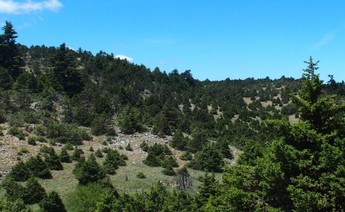 Μήνυμα του Ινστιτούτου Μεσογειακών Δασικών Οικοσυστημάτων του ΕΛΓΟ-ΔΗΜΗΤΡΑ για τη Διεθνή Ημέρα Δασών