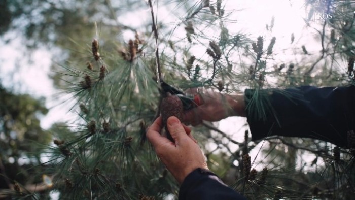 Χαλκιδική: Πρόγραμμα φύτευσης 6.000 δέντρων για την ενίσχυση του παράκτιου πευκοδάσους της Σάνης