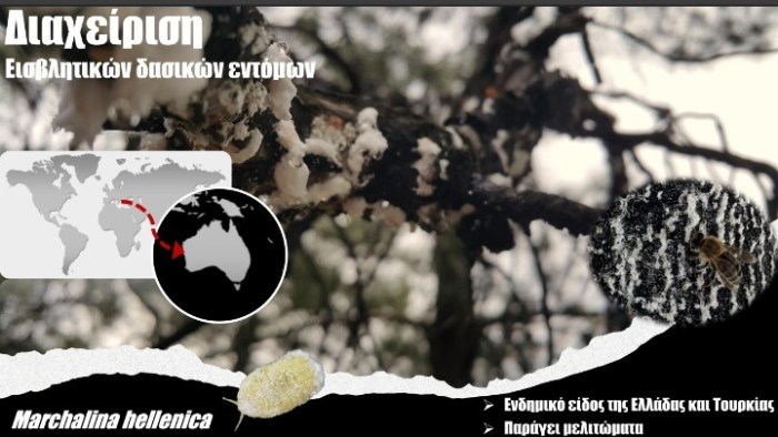 ΑΠΘ – Δρ Δ. Αβτζής: Οι μικροσκοπικοί Τιτάνες των δασών και η κλιματική κρίση