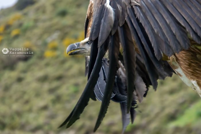 Διεύθυνση Δασών Ρεθύμνου: Απελευθέρωση έξι (6) γυπών μετά από περίθαλψη