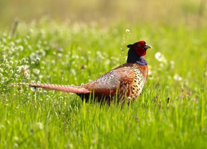 Δασαρχείο Διδυμοτείχου: Καταμέτρηση του πληθυσμού του Κολχικού Φασιανού στην παραποτάμια περιοχή του βορείου Έβρου