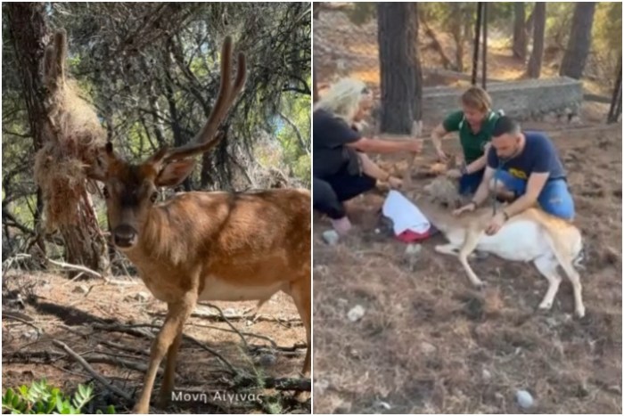 Επιχείρηση απεγκλωβισμού πλατωνιού στη νήσο Μονή Αίγινας