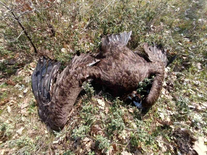 Αδικαιολόγητα τα «δύο μέτρα και δύο σταθμά» στην αντιμετώπιση των εγκλημάτων κατά των ζώων!